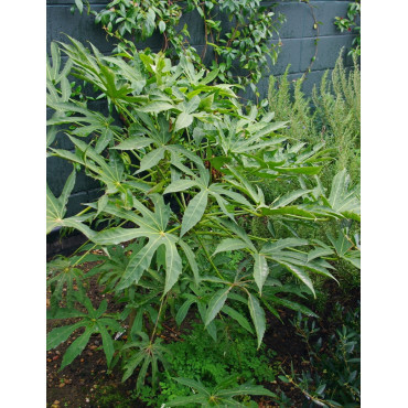 FATSIA polycarpa GREEN FINGERS