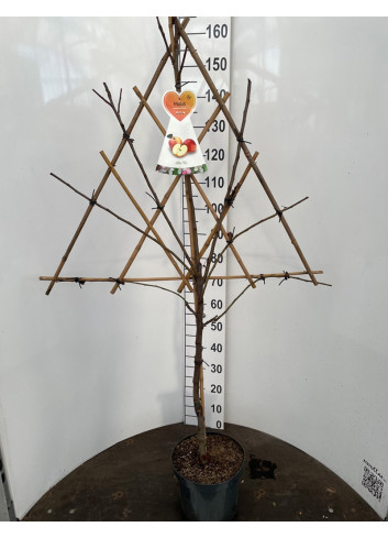 Pommier En pot de 7-10 litres forme espalier en triangle hauteur totale 130-150 cm