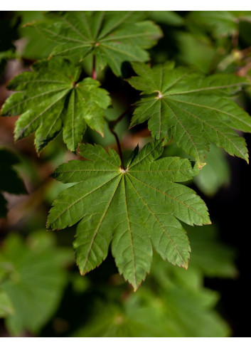 ACER japonicum VITIFOLIUM