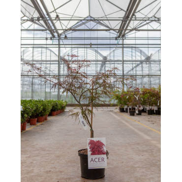 ACER palmatum DISSECTUM GARNET En pot de 4-5 litres