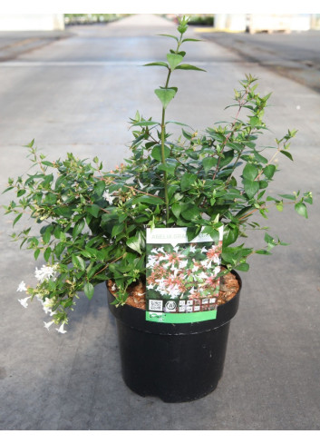 ABELIA grandiflora En pot de 3-4 litres