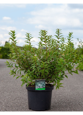 DEUTZIA gracilis En pot de 10-12 litres