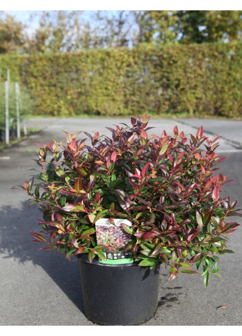 LEUCOTHOE scarletta ZEBLID En pot de 10-12 litres