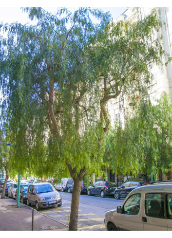 ZANTHOXYLUM simulans