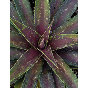 MANGAVE mad about BLAZING SADDLES