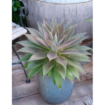 MANGAVE mad about LAVENDER LADY