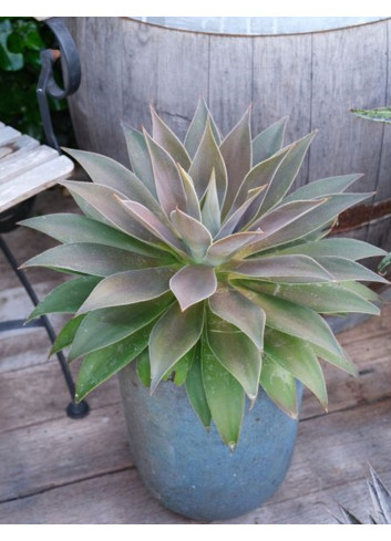 MANGAVE mad about LAVENDER LADY