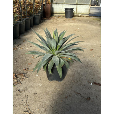 MANGAVE mad about LAVENDER LADY En pot de 7-10 litres