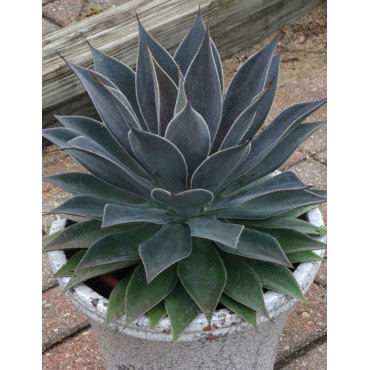 MANGAVE mad about LAVENDER LADY