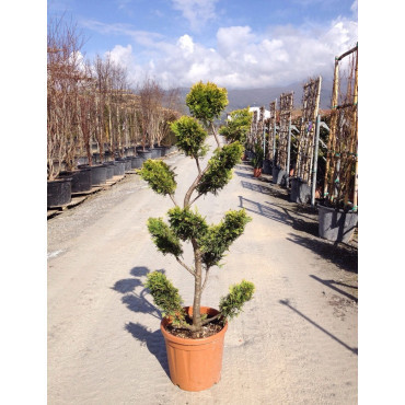 Bonsaï de jardin - CUPRESSOCYPARIS leylandii Gold Rider
