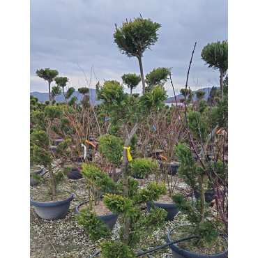 Bonsaï de jardin - CUPRESSOCYPARIS leylandii CASTLEWELLAN GOLD