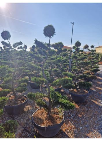 Bonsaï de jardin - CUPRESSOCYPARIS leylandii CASTLEWELLAN GOLD