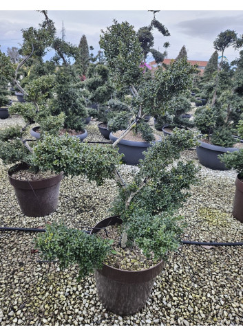 Bonsaï de jardin - ILEX crenata KINME