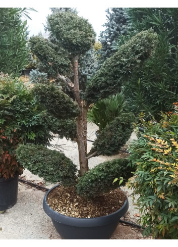 Bonsaï de jardin - TAXUS baccata