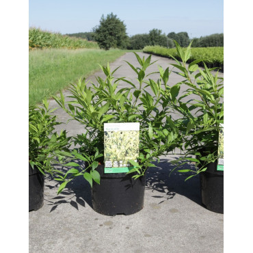 FORSYTHIA intermedia MAREE D'OR En pot de 3-4 litres