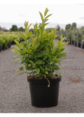 ITEA virginica HENRY'S GARNET En pot de 7-10 litres