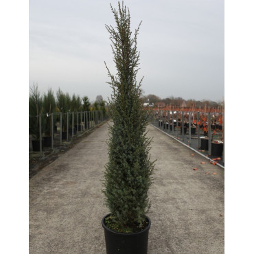 JUNIPERUS communis SENTINEL En pot de 15-20 litres