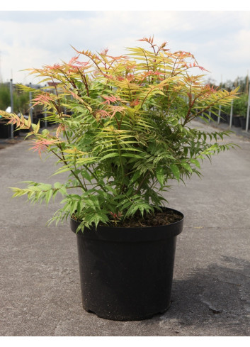 SORBARIA sorbifolia SEM En pot de 10-12 litres