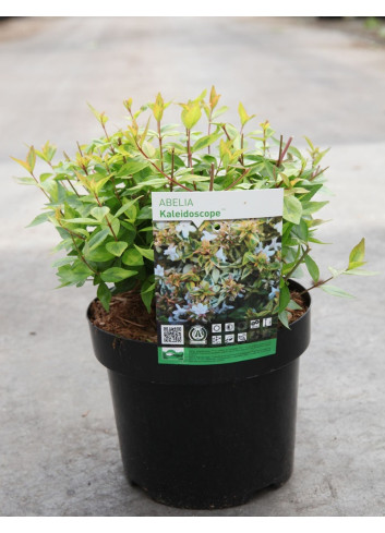 ABELIA KALEIDOSCOPE En pot de 3-4 litres