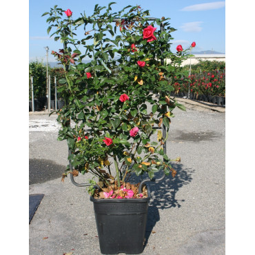 Topiaire (Plante taillée) -  ROSIER grimpant En pot de 15-20 litres forme espalier