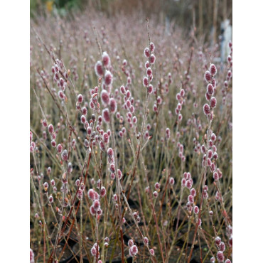SALIX gracilistyla MOUNT ASO