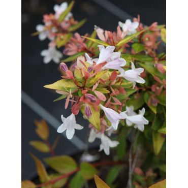 ABELIA FRANCIS MASON