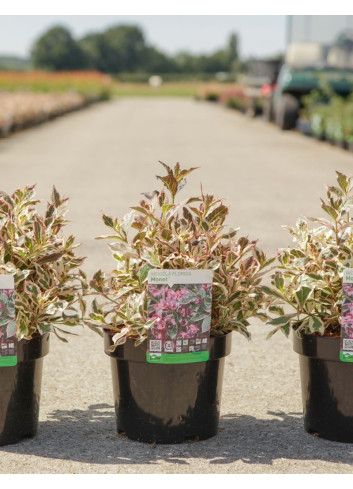 WEIGELA ALL SUMMER MONET En pot de 3-4 litres