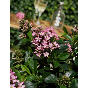 ESCALLONIA laevis PINK ELLE