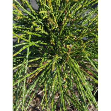 THUJA plicata WHIPCORD
