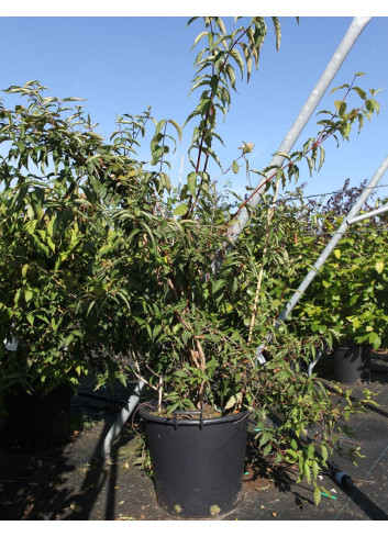 DIPELTA yunnanensis En pot de 50-70 litres