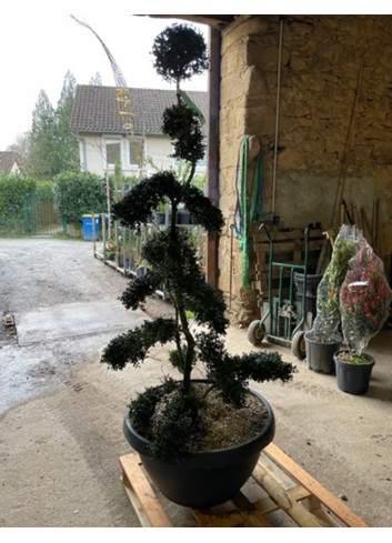 Bonsaï de jardin - ILEX crenata KINME  En pot de 35-50 litres hauteur 160-180 cm
