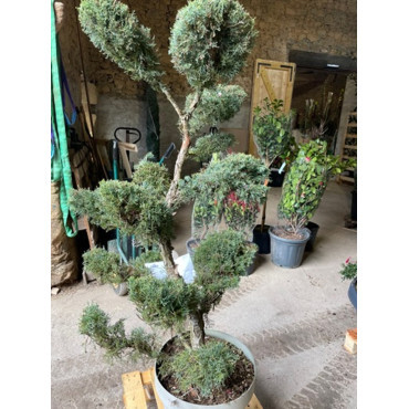 Topiaire (Plante taillée)- JUNIPERUS media Pfitzeriana GLAUCA (Genévrier bleu de Pfitzer)
