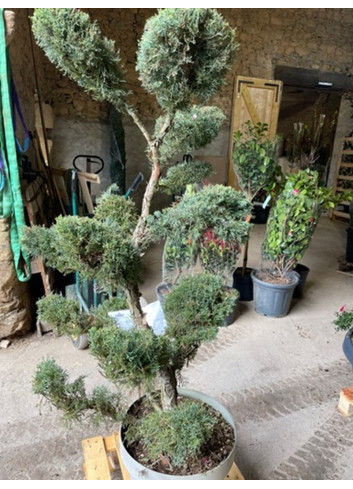 Topiaire (Plante taillée)- JUNIPERUS media Pfitzeriana GLAUCA (Genévrier bleu de Pfitzer)