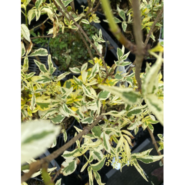 SAMBUCUS nigra MADONNA