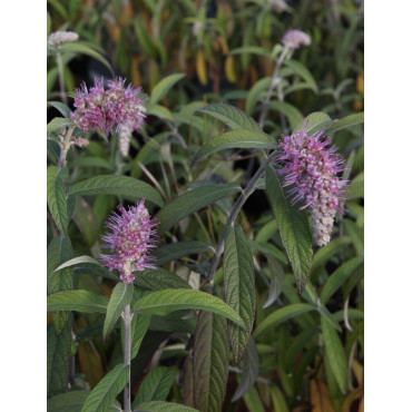 ROSTRINUCULA dependens HAPPY CASCADE