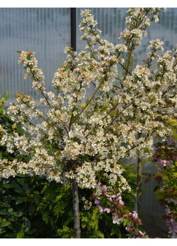 MALUS toringo TINA