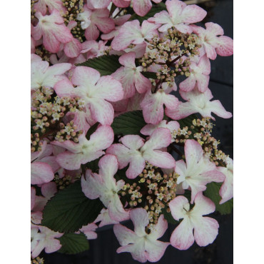 VIBURNUM plicatum MOLLY SCHROEDER