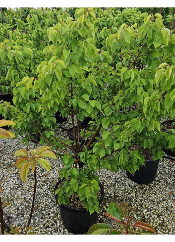 ABRICOTIER NAIN En pot de 10-12 litres extra