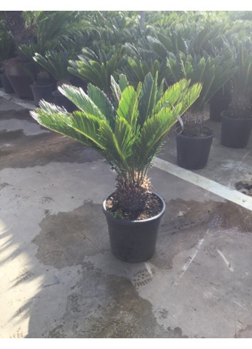 CYCAS revouluta