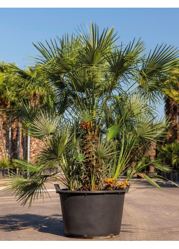 CHAMAEROPS humilis En pot de 210-230 litres forme cépée