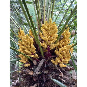 CHAMAEROPS humilis