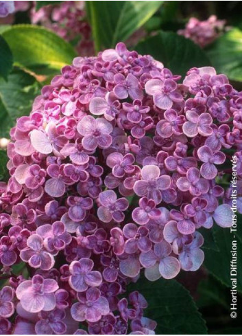 HYDRANGEA macrophylla AYESHA