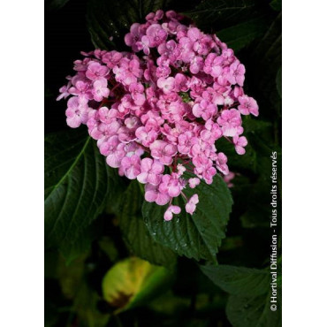 HYDRANGEA macrophylla AYESHA