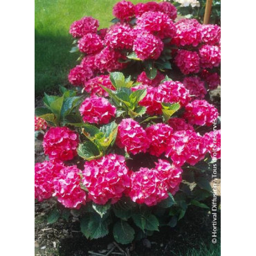 HYDRANGEA macrophylla CONSTELLATION