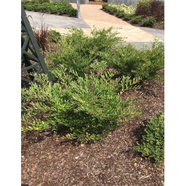 DISTYLIUM myricoides BLUE CASCADE