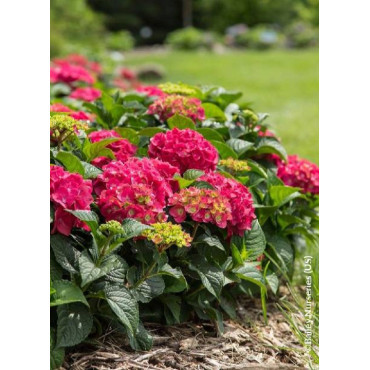 HYDRANGEA ENDLESS SUMMER SUMMER LOVE