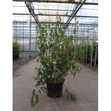 ACER ginnala BAILEY COMPACT En pot de 10-12 litres