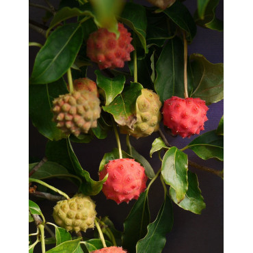 CORNUS kousa ROBERT'S SELECT