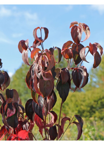 CORNUS kousa TEUTONIA