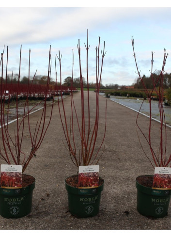 CORNUS alba BATON ROUGE En pot de 3-4 litres